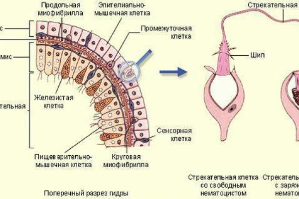 Кракена net