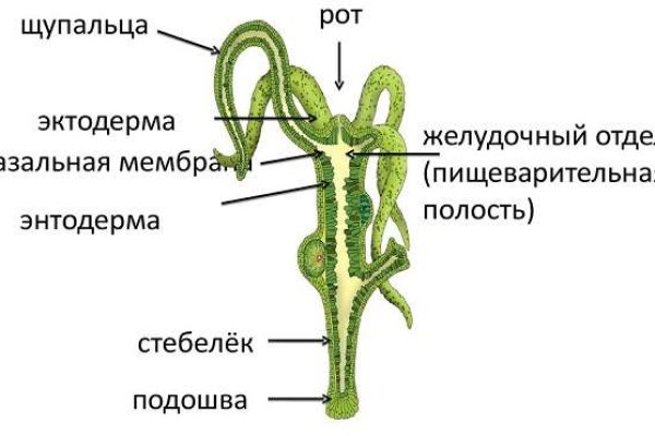 Ссылки в тор